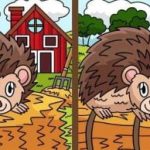 Super IQ test: nájdite 3 rozdiely na obrázkoch ježkov za