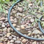 Zaujímavý IQ test: skúste nájsť skrytú žabu za 5 sekúnd